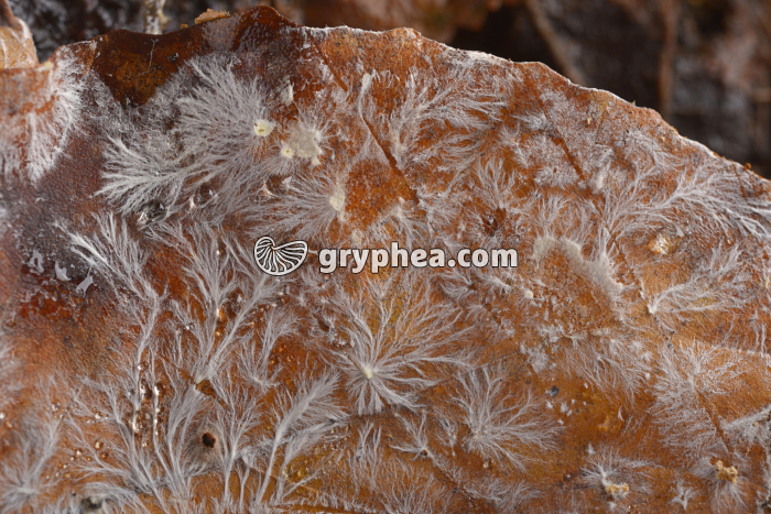 Mycélium feuilles mortes - gryphea.com